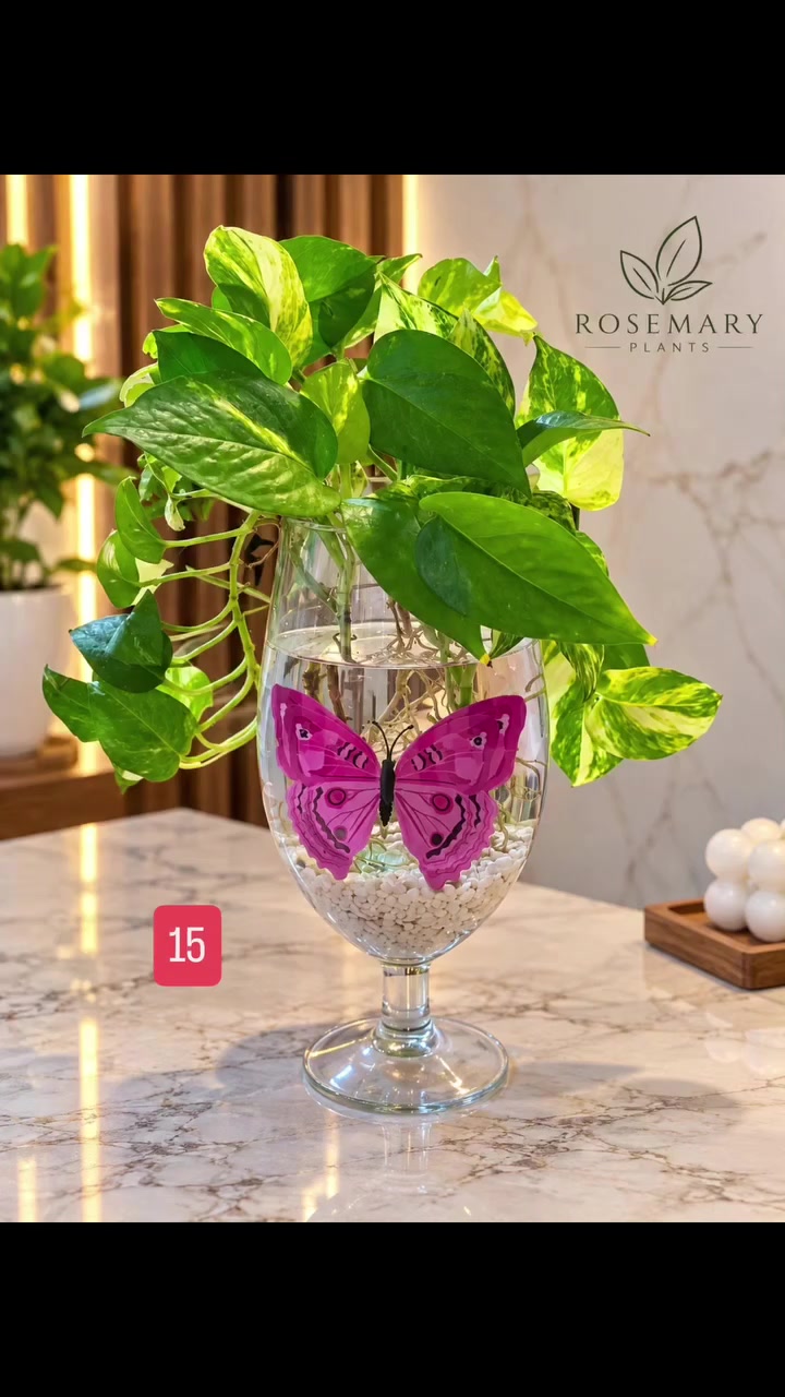 🌿 ROSEMARY | روزماري 🌿
نزرع الجمال… ونضيف للمكان روحًا 🤍💚
نختار لكم بعناية كل ما يضيف لمنازلكم لمسة من الطبيعة والجمال 🪴🐠🐦
🪴 نباتات منزلية وظلية
🐠 أسماك زينة ومستلزماتها
🐦 طيور زينة ومستلزماتها
🌱 تفاصيل من الطبيعة… نختارها لكم بمحبة.
💚🌿 اقتَنِ ما تستطيع رعايته، فالكائن الحي🦜🐠🪴 أمانة بين يديك 𓆩🤍𓆪
🚗 توصيل داخل بغداد
📱 ***********
واتساب – رسائل فقط📩
📘 فيسبوك: روز ماري للنباتات الظلية
📸 إنستغرام: @Rosemary.Plants
🎵 تيك توك: @rosemary.plants
✨ من حق الزبون عدم استلام الطلب في حال عدم مطابقته للمعروض.
روزماري… لمسة من الطبيعة في كل مكان. 🌿🤍
