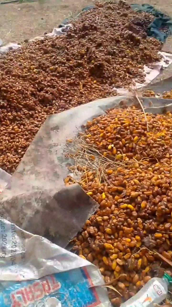 تمر علف • عل وزن • هيت المشتل