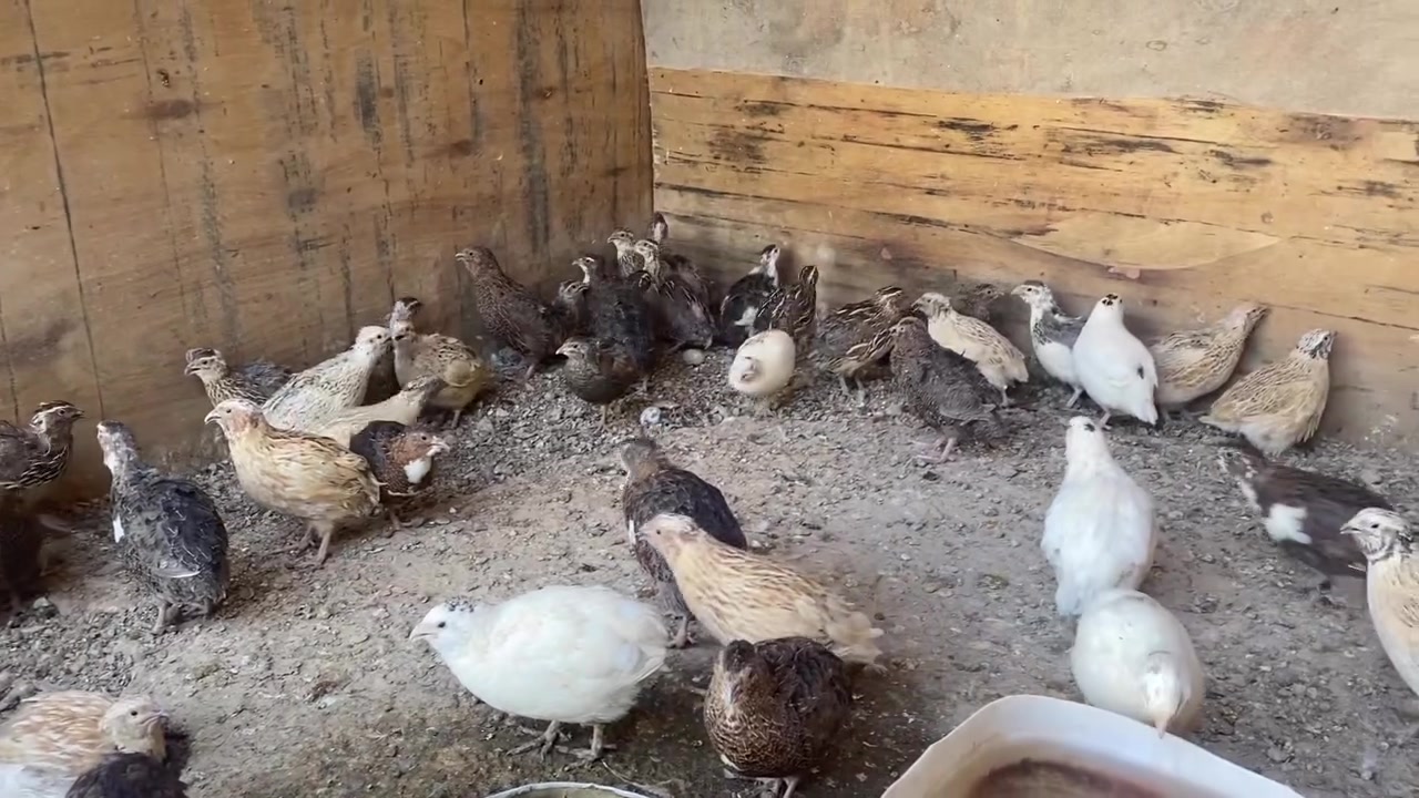 سمان • بياض • زوج
