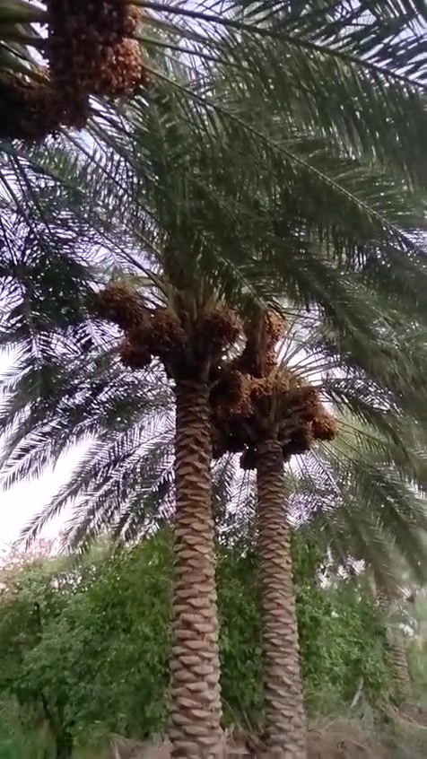 طابو زراعي • ٢دونم • بستان مثمر