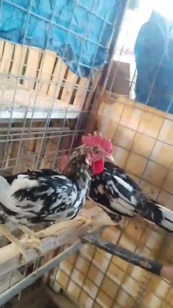 السلام عليكم شلونكم شباب الحلال شوف العين  اللي يحب هاي ديوكه ورق الباقله الاصلي اللي يحب يجي خاص موجود واتساب اتصال  ***********
