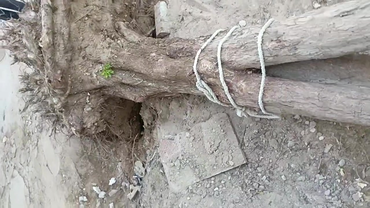 اشجره كاربس  معمره  عمره 7سنوات   رايده  30 تريده حطب تريد تزرعه انته بكيفك  معلومه وزنه اكثر من 350كيلو مو مال واحد لو ثنين لازم اربع زلم لو خمسه يسحلوه  عنواني حي القدس  قرب القوس  رقمي ‏‪***********‬‏ وتسئاب او تصال مباشر
