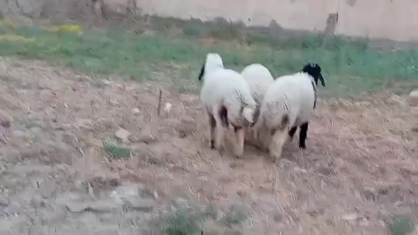 نثايتين • طلي • الديوانية بالسدير