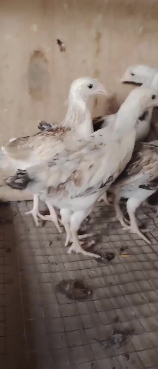 ٥ ازواج • دندراوي سيافي • بابل المحاويل