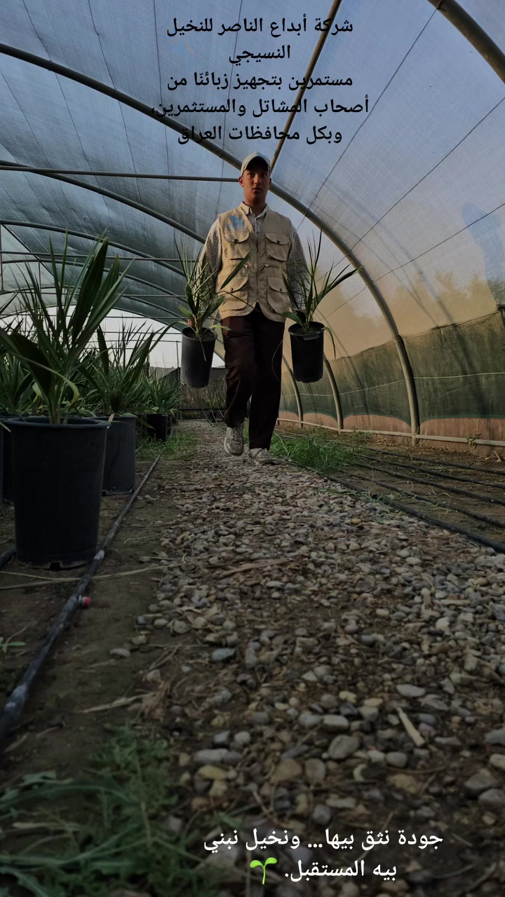 شركة إبداع الناصر للنخيل النسيجي 🌴
مستمرين بتجهيز زبائنّا من أصحاب المشاتل والمستثمرين، وبكل محافظات العراق 
جودة نثق بيها… ونخيل نبني بيه المستقبل.

زورنا على موقعنا الثاني ناصرية طريق الحولي الجديد شركة ابداع الناصر للتجارة العامة للأستفسار ***********

 🌱#أبداع_الناصر #النخيل_النسيجي #فسائل_النخيل #نخيل #الاستثمار_الزراعي #الزراعة #تمور #العراق
