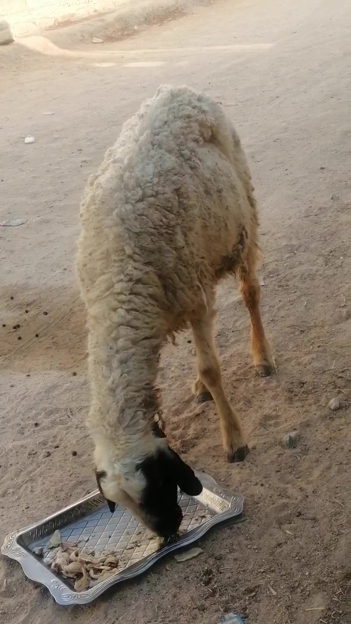 نعجه لبيع صاحيه مناسبه ترهم نذر ذباحه مناسبه كلش
المكان دوانيه قضاء الشاميه
السعر ١٣٥ شراي يخابر بيه خير ويدلل ***********
