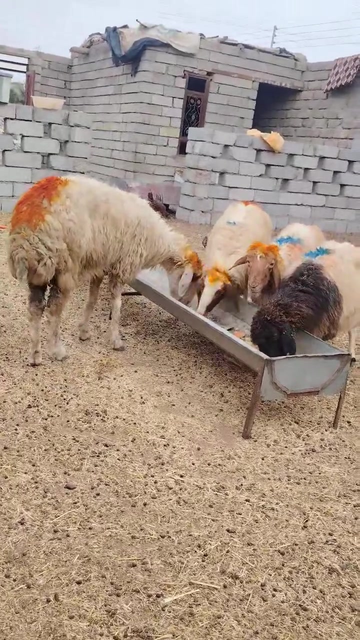 نعاج • عشر • بيجي