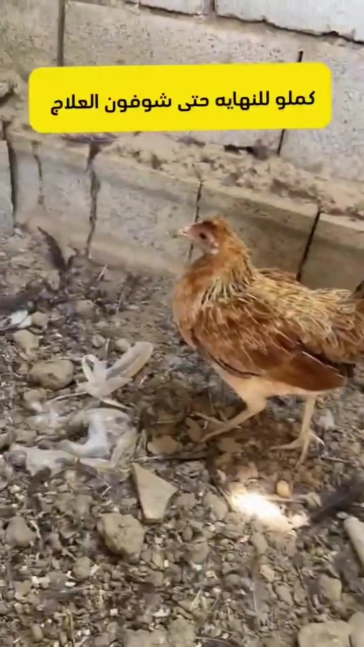 متاح
علاج عيون للدجاج
وجميع الطيور 
البصرة قضاء المدينة
توصيل موجود
اتصل 🗣📲📞
***********

نص مكتوب في الصور:
- الله أكبر الفقاسة العراقية المميزة بتفقيس البيض تقليب يدوي مميزه مدة 21 يوم يطلع البيض جودة عالية وإنتاج مضمون مناسبة لجميع أنواع الطيور تحكم دقيق بالحرارة رطوبة مثالية حماية كاملة للبيض استهلاك منخفض للطاقة تحافظ على البيض وتوفر له البيئة المثالية تقليب يدوي مميزه لضمان توزيع الحرارة بشكل متساوي تفقيس البيض بأمان وبدون مجهود تحصل على أفراخ سليمة مجربة 100% والنتيجة مضمونة سعر مناسب لجميع المربين للاتصال واتساب *********** ثقتكم .. هو هدفنا