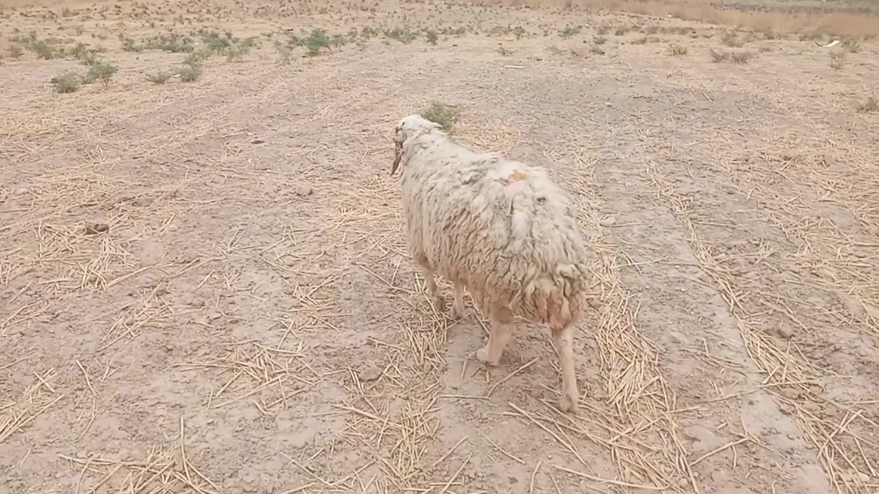 نعجة • لحم • فتية