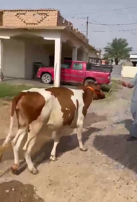 هولنديه • ٧ أشهر • صلاح الدين الشرقاط
