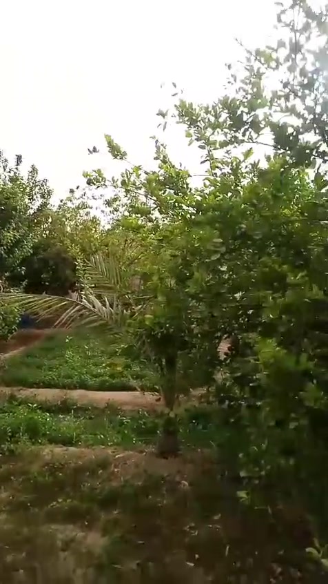 السلام عليكم عن رخصة الادمن نصف دونم مبستن يحتوي على حمضيات وتفاح ونخل مع دار بناء حديث طابوق يحتوي على غرفتين منام نظام سويت مع مطبخ واستقبال وحولي طابق واحد عقد 35 بغداد الانتصار الشارع الرابط بين السيلاوي والمراسمة  للاستفسار الاتصال برقم لايتواجد على الفيس ***********
