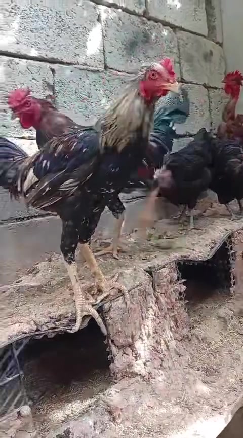 ديوكه • هراتي • كركوك حي العسكري