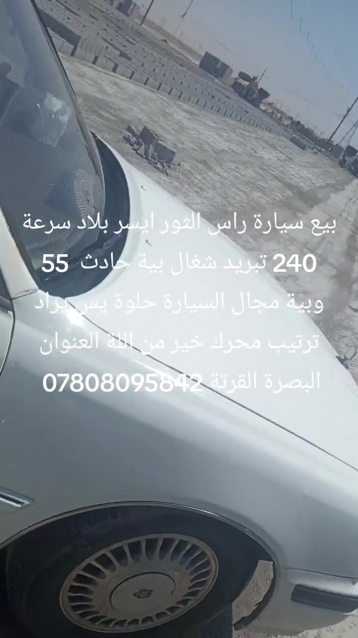 بيع مراوس ملكة صفرة راس الثور ايسر بلاد رقم بغداد راعية بلبصرة بية حادث مكان البصرة القرتة ***********
