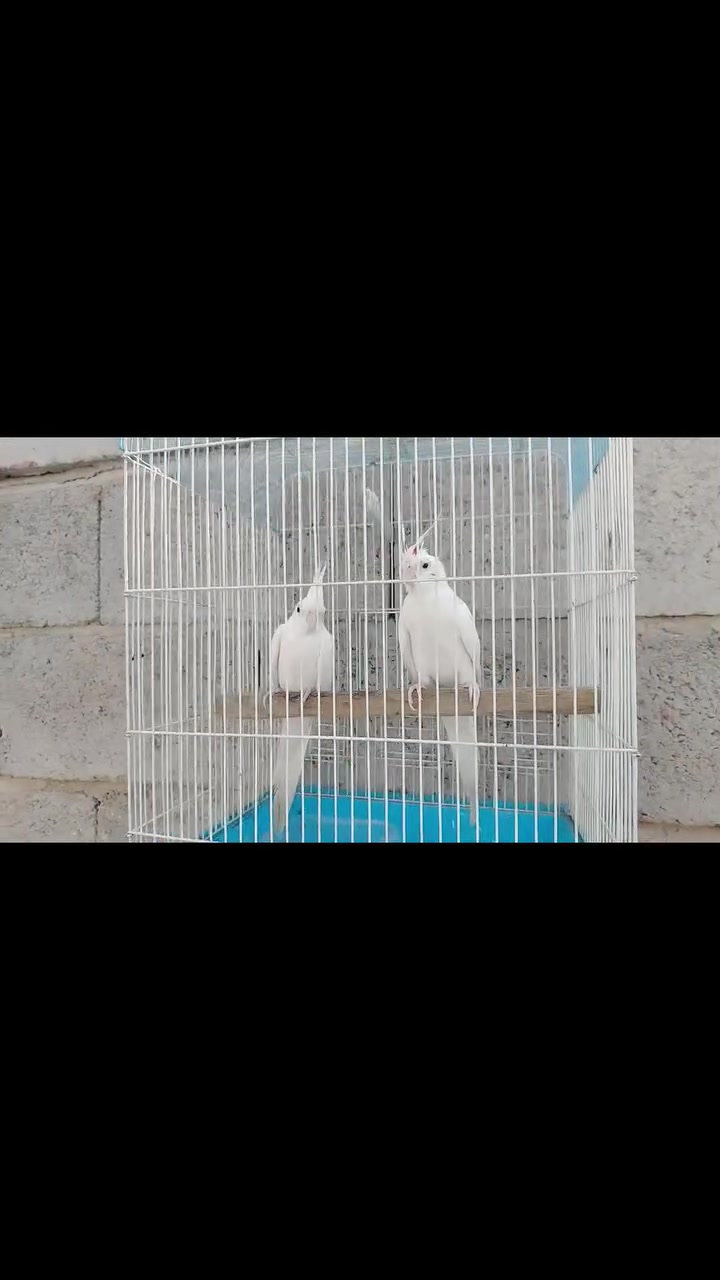 زوج كوكتيل • بينو • صحي ونظيف