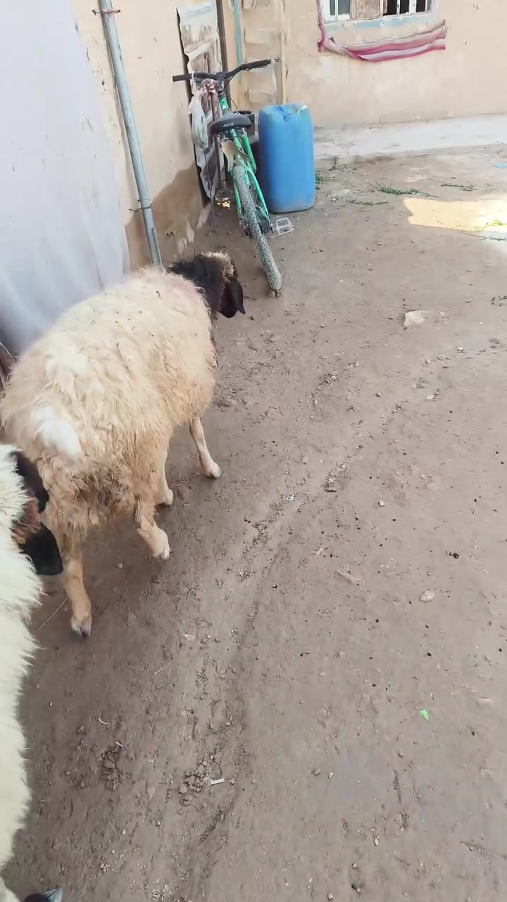 زوج نعاج • للبيع