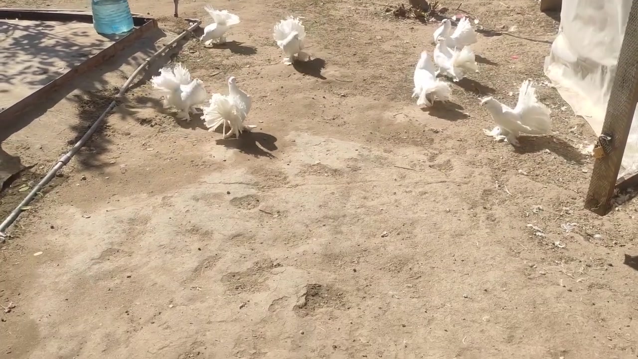 متاح ٤ أزواج حمام زينه عرايس لون ابيض 

المكان كربلاء طوريج 
سعر الزوج ب٢٠  
الي يريدهن يتصل او يراسلني واتساب 
***********
