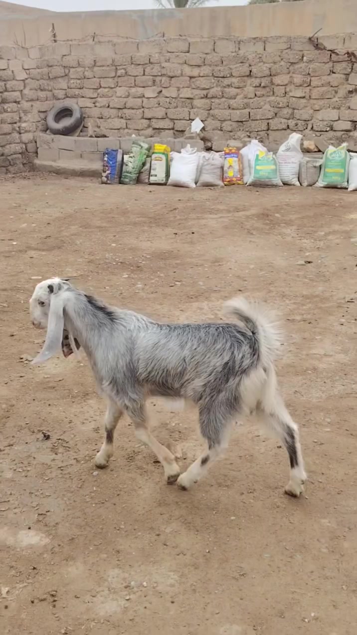 HONOR X9c • هاتف • للبيع