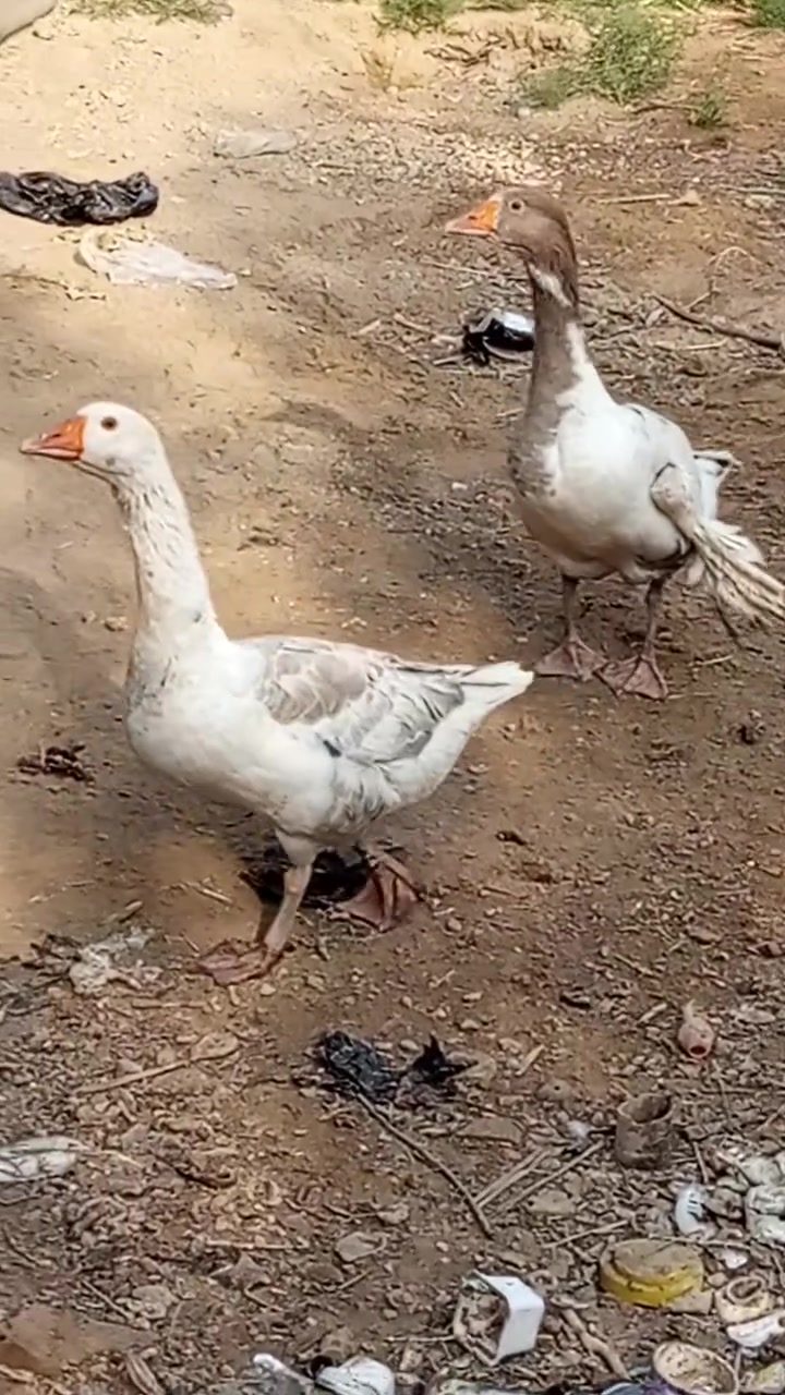 سلام عليكم بطوط فحوله للبيع المكان ديوانيه مهناويه ***********

