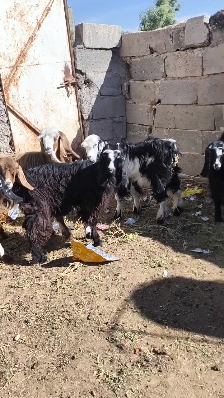 جدايه • عدد ٧ • حديثه شيخ حديد