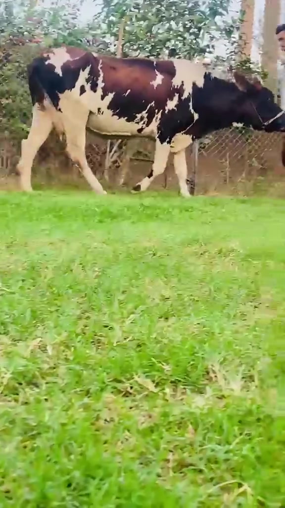 بابل • مكان • بيه مجال