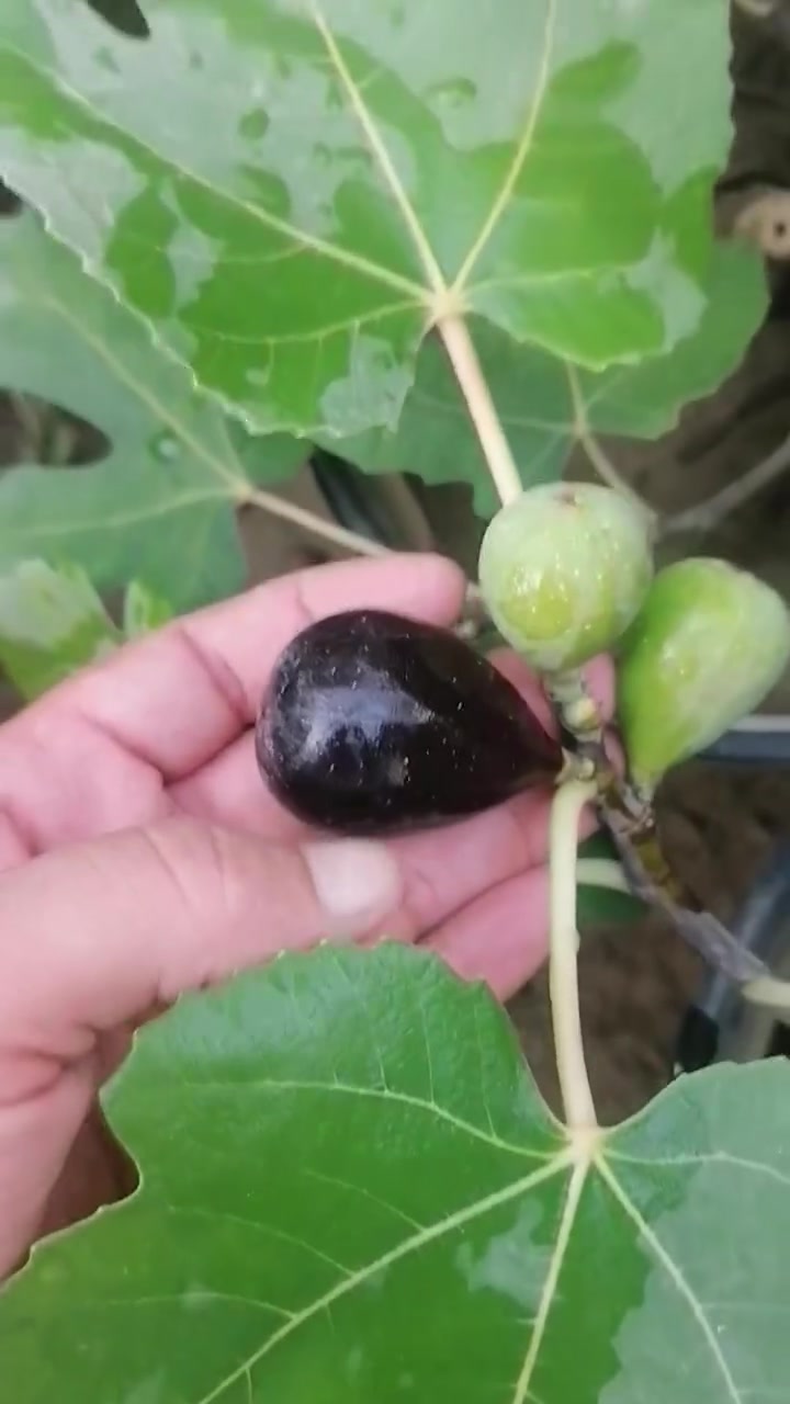 🌳 مشتل الحرية الزراعي👨‍🌾 : عادل الجبوري

🌿 متوفر  شتلات تين افضل الاصناف العالميه والتجاريه
مستعدين لتجهيز المشاتل والمشاريع الزراعية.والاستثماريه بكميات كبيرة 

✅ تين غدان مغربي ✅ تين عبيد السعودي ✅ تين جاسم السوري الاصفر ✅ تين اسباني جامبو ✅ تين عرموطي ديانا 

🌱 شتلات قوية ومضمونة، مناسبة للحدائق والبساتين والمشاريع الزراعية.الاستثماريه 

📍 : النجف الأشرف – ناحية الحرية
📍 : بغداد – الكريعات جمله فقط ***********
