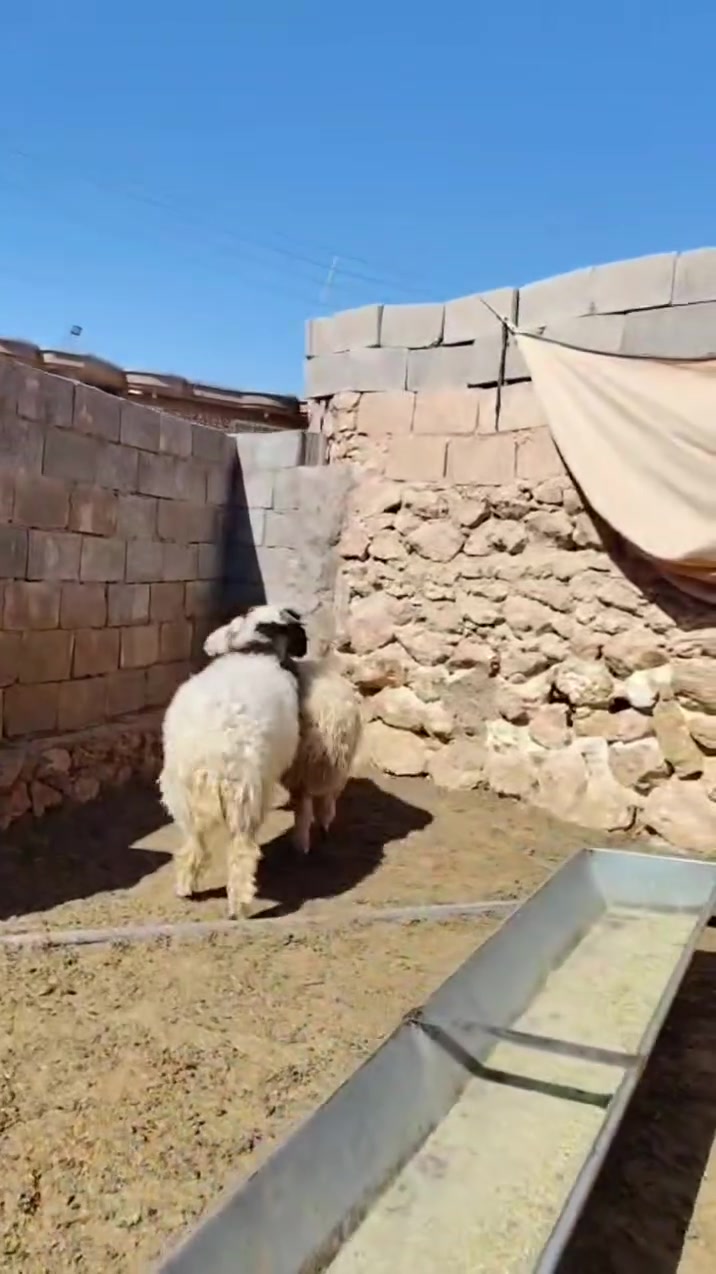 متاح زوج طليان حلوات وخشنات وسمان فول مربوطات على شعير شرط تريدها ربط تريدها كصابه كلشي ترهم شرط النصاح
سعر الزوج740
***********
مكانها الانبار حديثه
