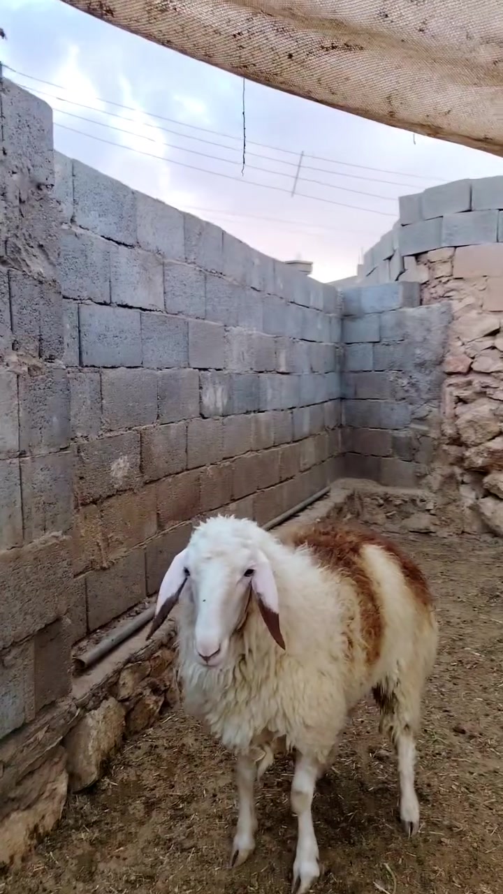 بسم الله 
متاح ثنيه خط اول مال جنيه خشان وشكل وسمن مبدله سنين فقط مضروبه سفنجه ووياها افحل عشره  او لا ماعرف  مكفوله على كل عيب سن وشطر ونصاح 
السعر خاص او اتصل 
***********
مكانها الانبار حديثه 
يوجد توصيل حسب الاتفاق
