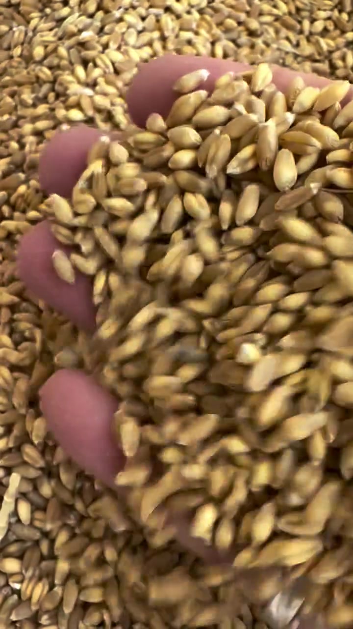 حنطه عربيه • مشروطه • درجة أولى