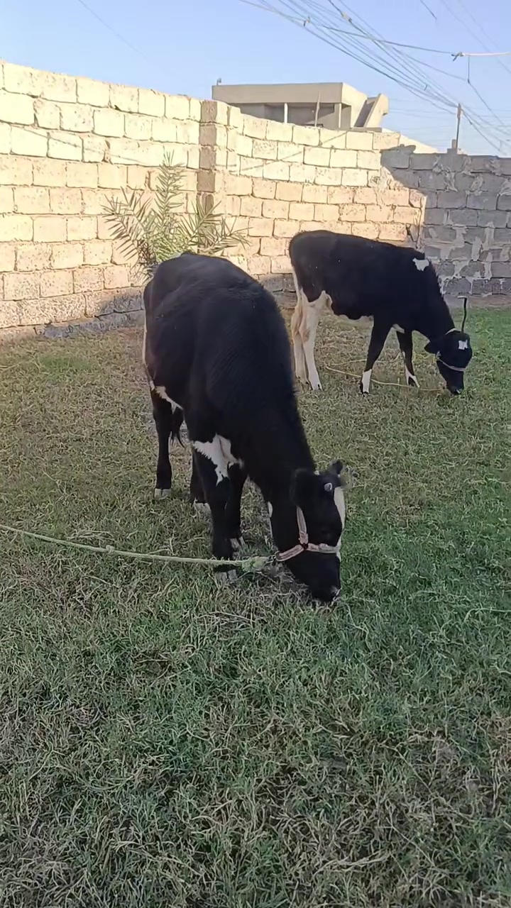 جوز حوليات • مجنسات • مكفلات