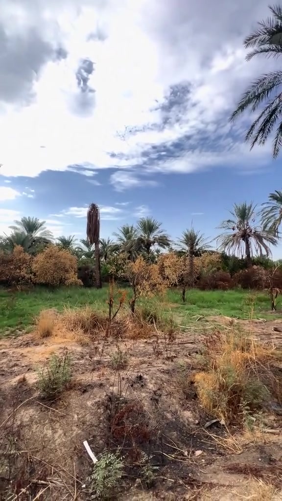بغداد الراشديه • ٦٠٠م • طابو زراعي سند ٢٥