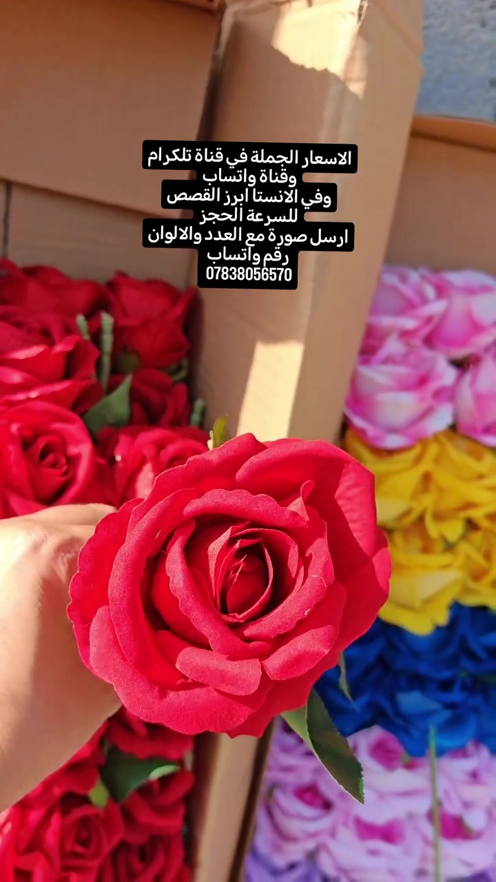 🎁 مجموعة بوكسات هدايا و توزيعات
عالم الأناقة لبوكسات الهدايا والورد الصناعي بجودة عالية وأسعار جملة الجملة.
 * أجور التوصيل: بغداد (5 آلاف) | المحافظات (6 آلاف).
📲 للطلب والاستفسار
يرجى إرسال صورة الموديل عبر الوسائل التالية:
 * الواتساب المباشر: ***********

 * قناة التليجرام: https://t.me/Giftboxes9797
 * قناة الواتساب: انضم هنا لمتابعة التحديثات
.https://whatsapp.com/channel/0029VbCcHQZHwXbBHyt2UQ3w
انستغرام للمتابعة الاستوريات
 https://www.instagram.com/giftboxes9797?igsh=aW1iNGdzaTB3Y2R3
#ورد_جوري #مسكات_تخرج_وأعراس #بوكسات_هدايا #بوكسات_هداياوتوزيعات
