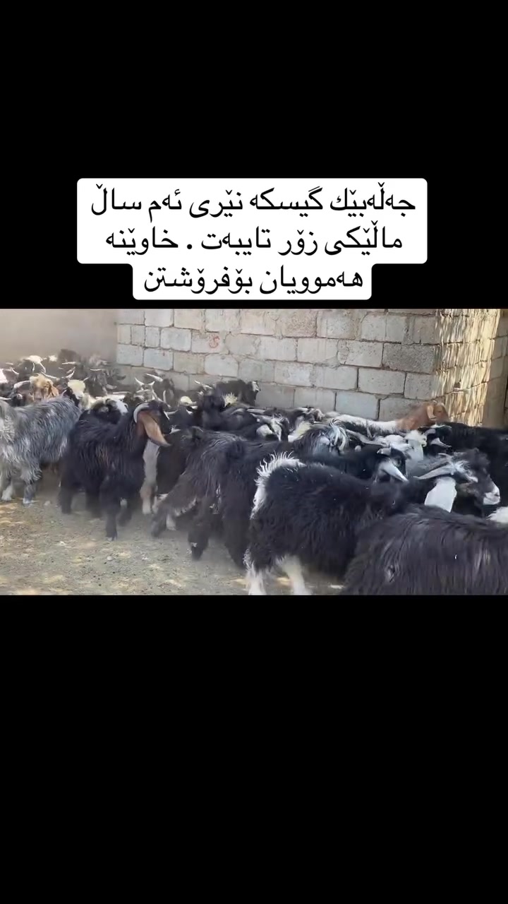 ***********🐐***********

