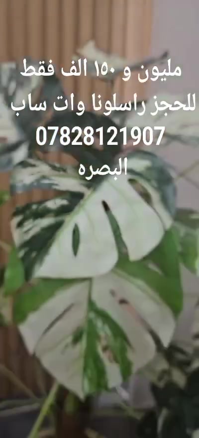 عرض تخفيض اسعار لمده محدوده غرف نوم تركي 10 قطع كنتور 8 ابواب طول الكنتور 3متر الجربايه وي الكومديات 3متر 
الجربايه مخزن جكات هيدروليك 
السعر مليون و 150 الف فقط 🔥 
للحجز والاستفسار راسلونا وات ساب 
 ***********
 البصره 
 نقل وشد داخل مركز البصره مجاني توجد خدمه توصيل للاقضيه و النواحي والمحافظات الجنوبيه بأسعار مناسبه ملاحظه ما تدفع اي مبلغ قبل لا تنشد و تكمل ابيتك عليكم بس تنزيل الكراتين من السياره لداخل البيت
