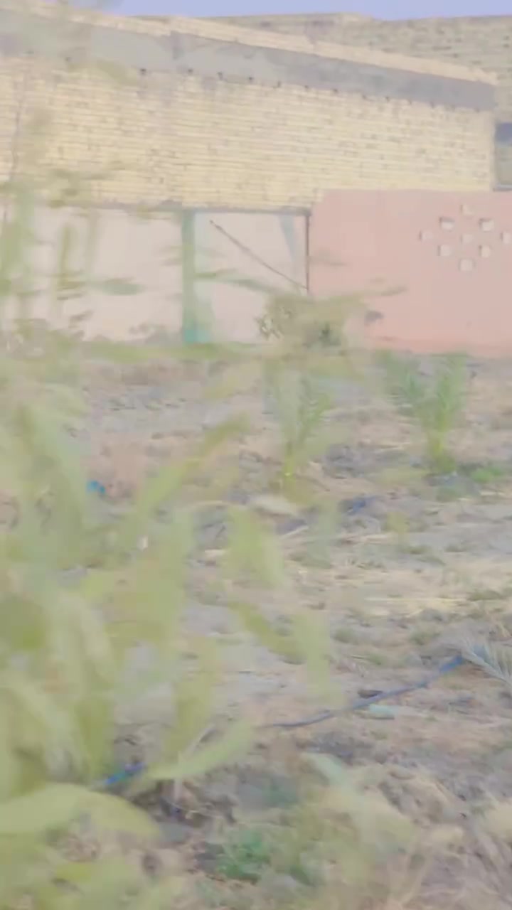 السلام عليكم ورحمة الله وبركاته
معروض لدينا مزرعه للبيع  الخميسات حي الزهور نزلة  بيت سيد محمد الغرابي. او مجمع السجاد. 

مزرعه ركن للبيع المساحه ثلاث دونم ونص مسيجه بناء بلوك ومع شريط بلاجكتور حول سيج المزرعه كماء يوجد دار 🏠 جاهز للسكن من الماء والكهرباء والمجاري منطقه سكنيه أمنه.  يوجد مدرستين قرب المزرعه.  يوجد اكثر ٤٥ نخله وفسيل.  بأنواع متعدد  منها المكتوم والبلكه. والكنطار والبريم.   وخظراوي.   وووو.     

يجود مولد امبيريه للمزرعه. 

المزرعه  تبعد عن الشارع الرئيسي ٣٥٠ متر. 

للاستفسار الاتصال ع الرقم. ***********

او مراجعة مكتب المدار الذهبي للعقار. حي الشهداء شارع جامعة العين
