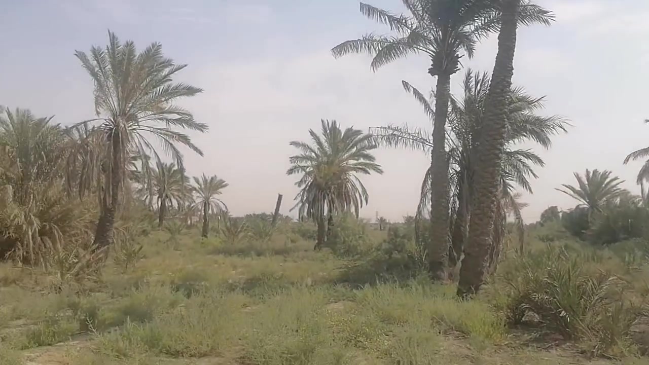 بستان على طريق الشريف ع مكان مرتب وخرافي سعره ٧٠  بي ما يقارب ٤٥ نخله حمال وشاطي عله نهر الفرات عرضه ٤٠ ونزاله ١٢٠ ومنطه هاده ومرتبه الشراي يتصل لا يراسل  *********** رجائن ولي يحب ياعمل هم لا يتصل هذوليخلي نقرضون رجائن

