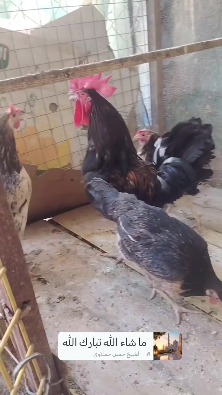 كحالي ٣ دجاجات بياضات لعمر ١١ شهر  وديج لعمر ٩ أشهر ملقحات لقاح زيتي لسباني ابو ٦ أشهر لقحتهن  1 شهر 9 لمكان بغداد جسر ديالى لقديم ***********
