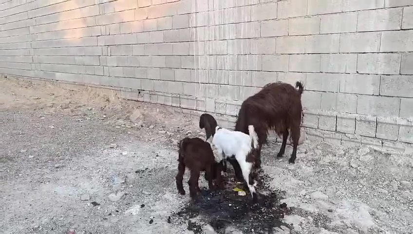 سلام علیک
ئەم بزنە جوانە هەیکەل گەورە،بۆ فرۆشتن
دوو کاری میێ لەبەرە
***********
