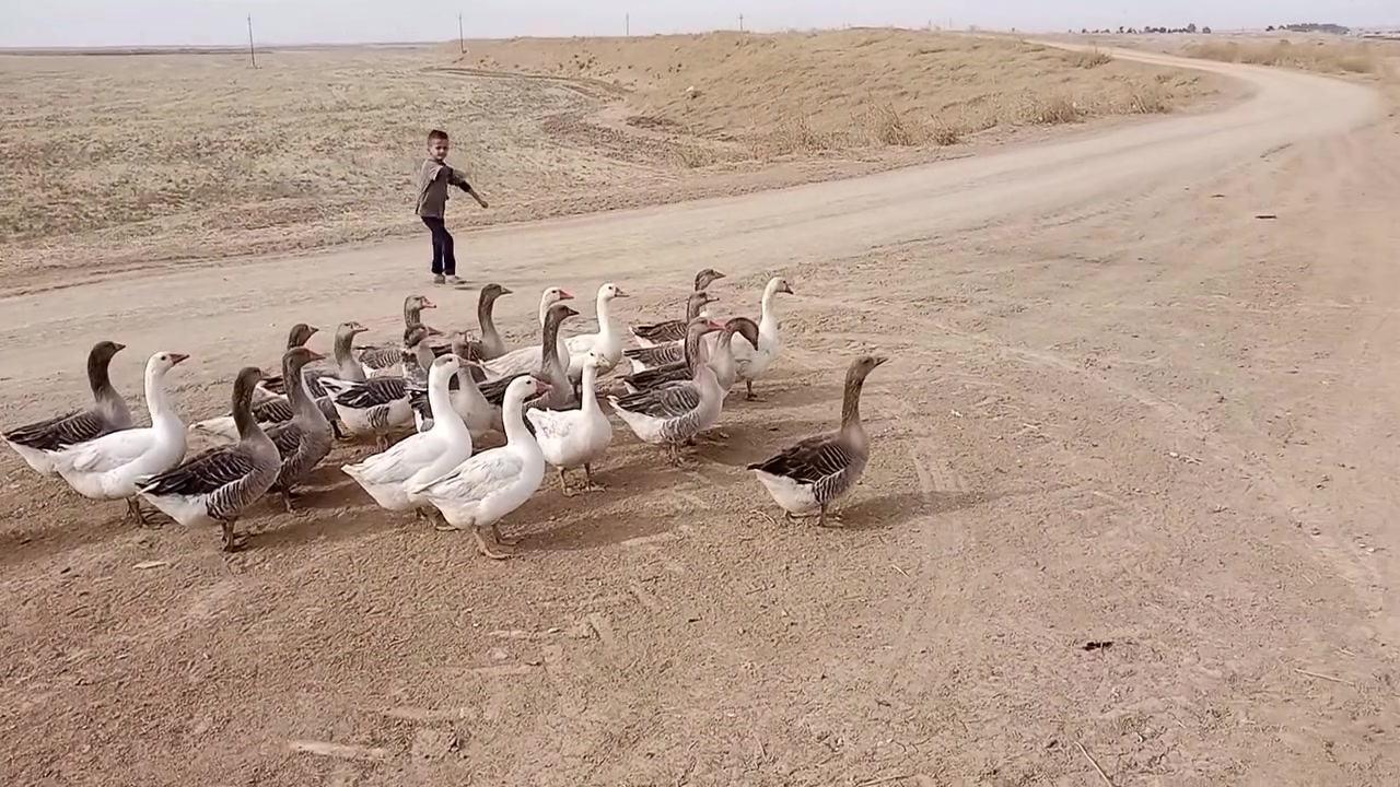 قاز • عدد ٢٠