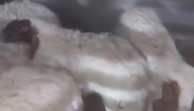 طليان تلاثه فحله وثنين نثايه سمان وخير منالله شراي اتصل وتدلل مكاني تقاطع النهروان سعر الزوج 950
