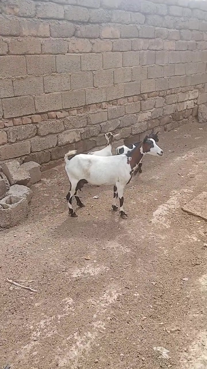 خيل قطري • افحل • تكريت