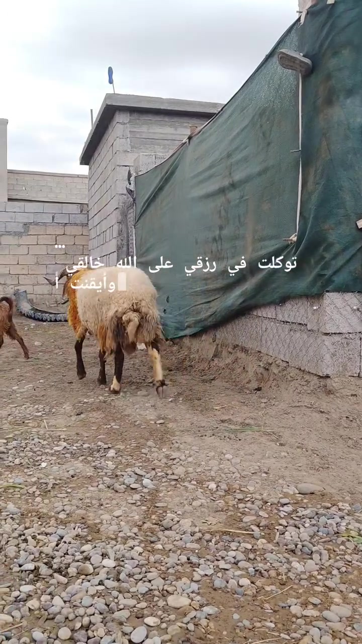 فحل • شرط الكراع • الشرقاط الساحل الايسر