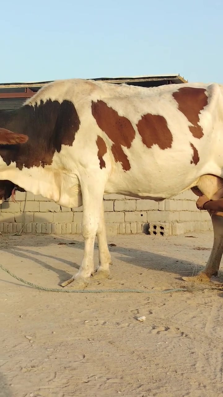 يا الله دابه للبيع لجبه تحلب وكتين صاحبت ماعون وشطر وهشه بلحليب مينه مجنيه يواحد يحلبهه وماخذه لفحل شهرين ونص مالت جناي حلوه وخشنه مالت بيت مشروطه كافه شروط لجني لسعر بلاش 1850 لمكان بابل شوملي لسفسار ***********،،،، ***********
