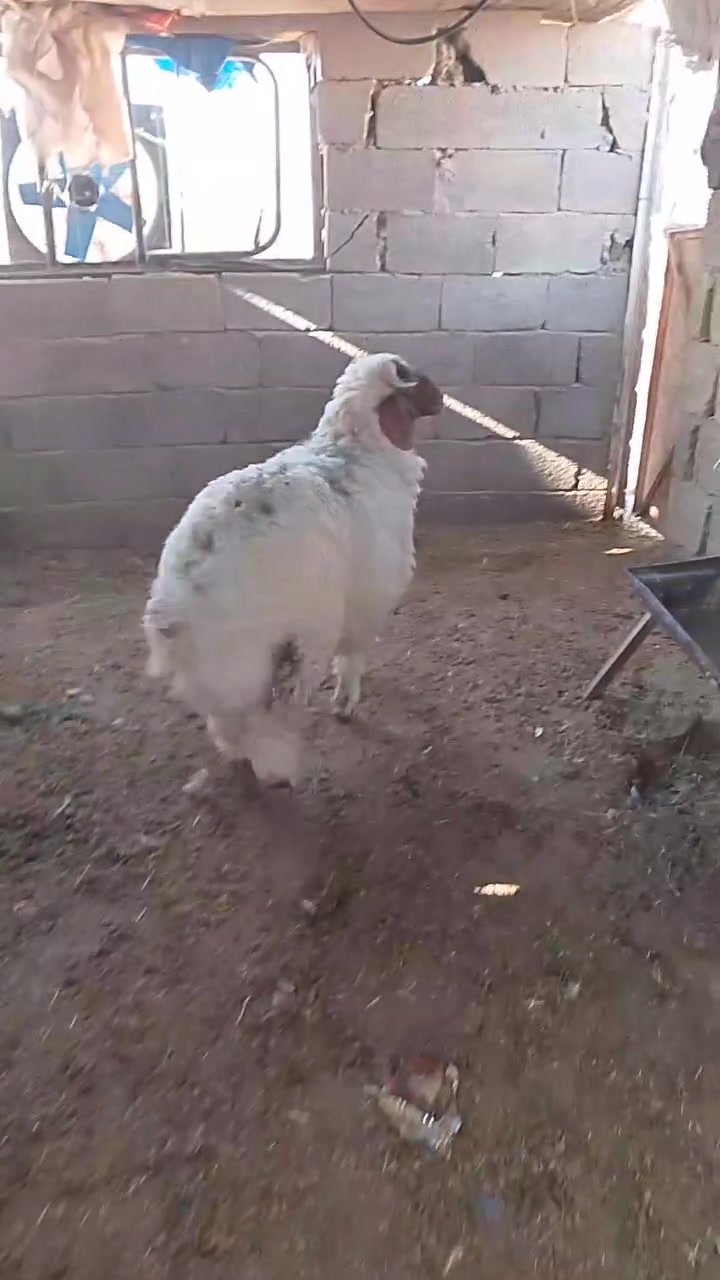 على بركه الله خروف سمين تبارك الرحمن يرهم كصب وربط قافل شرط النصاح وعلى كل عيب المكان الانبار حديثه يوجد توصيل حياكم الله  ***********
