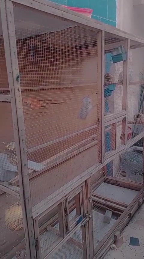 قفص جبير لبيع السعر 70 بس معاكسه الوره مكسوره ***********
