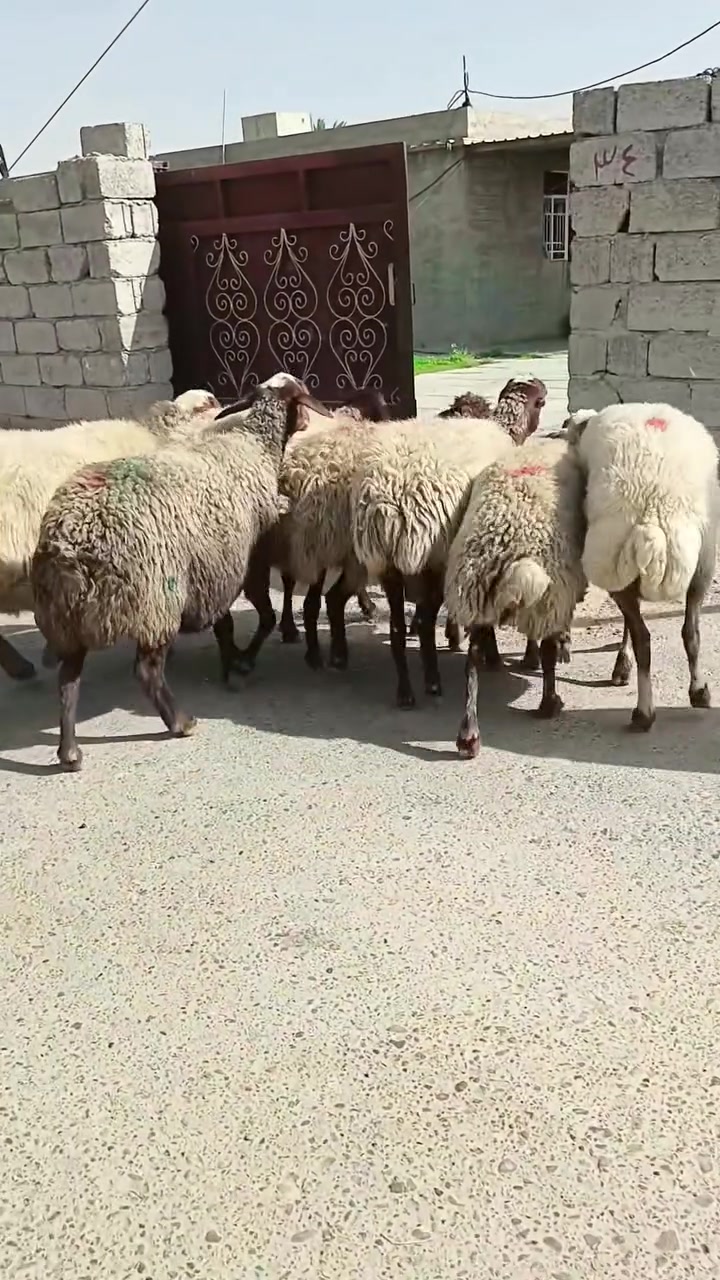 يا الله اللهم صل على محمد وال محمد غنم خط اول غنم شرط الاعشار ابيع على الفحوص الشراء يتصل بخير ويدلل مكاني بغداد التاجي ***********.. ***********
