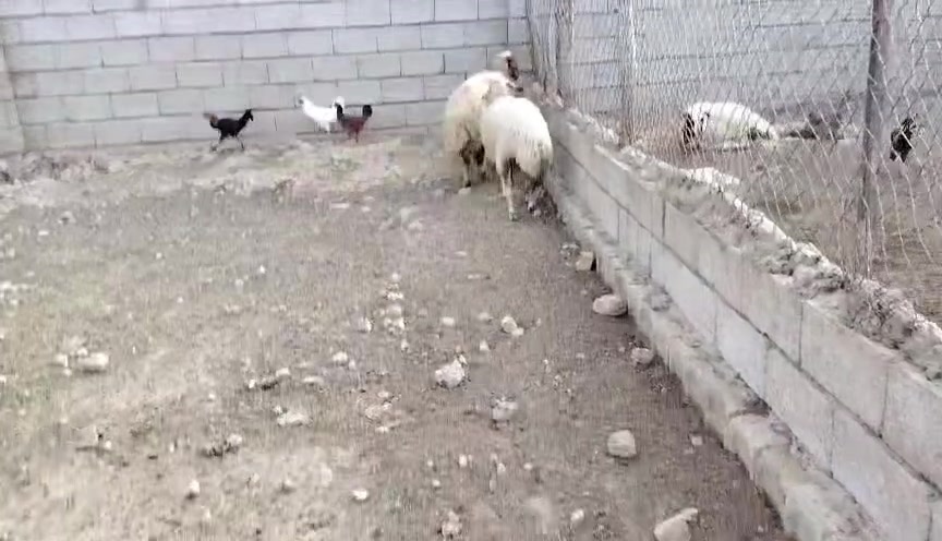 نعجه • ودجه • زوج