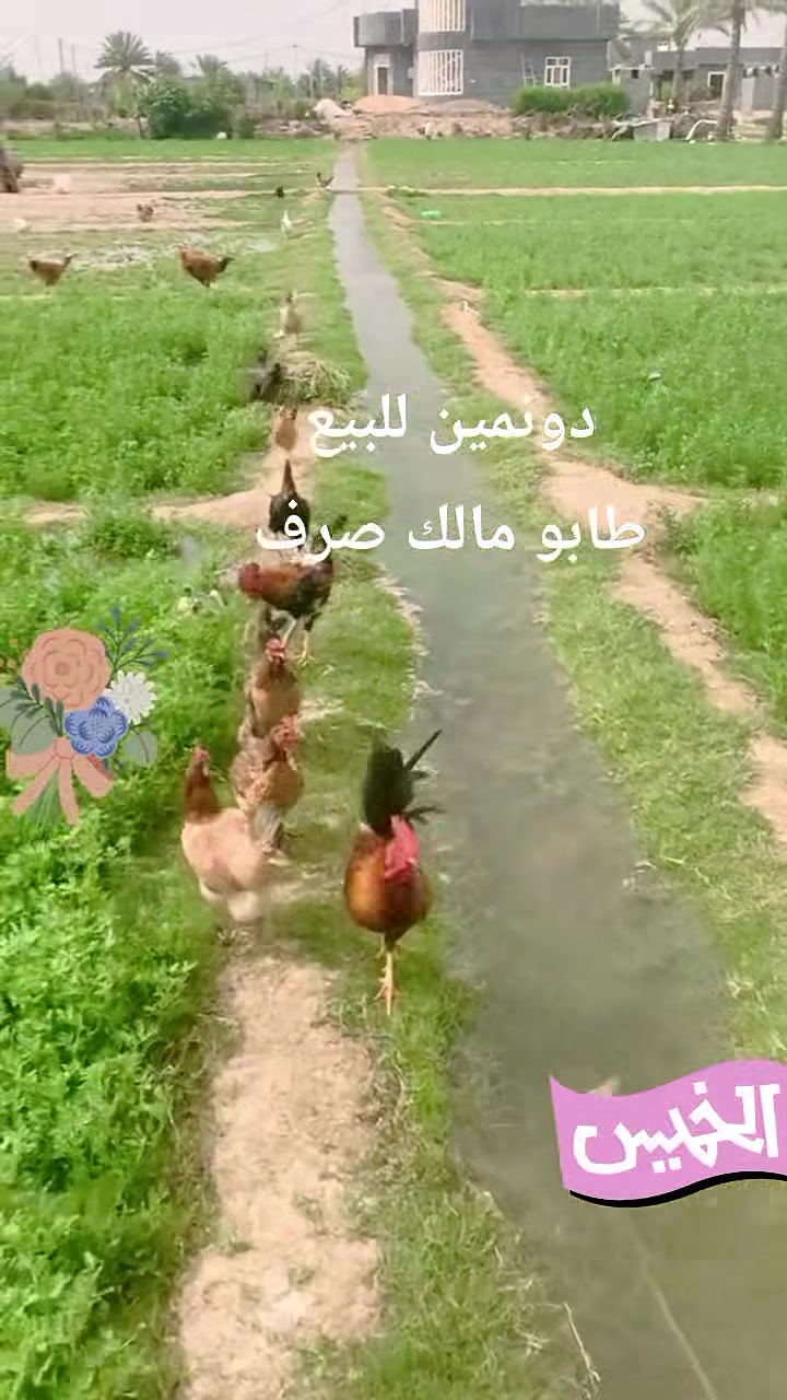 #السلام_عليكم
#دونمين_طابوملك_صرف_مع_دار_للبيع 
في منطقة #الدوانم 👉
قرب الشرطة الخامسة مقابيل سويب 
#جنس_الأرض_طابوملك_صرف 
جبهه75م  
 خدمات مياه اسأله ومياه سقي
وكهرباء 
شارع سبيس 100م
#قرب_جامع_حمادي
 المساحة دونمين
 #للإستفسارالاتصال 
#الأرقام_التاليه 
#يوجدواتساب 
***********#
***********##
