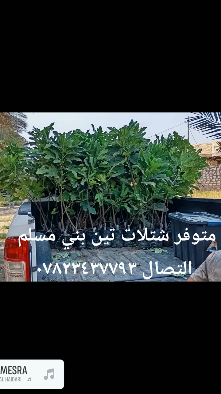 لا تفاصيل • ديكور • حديقة