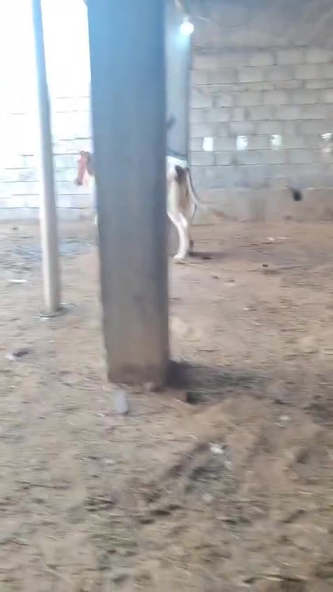 بجر هولنديه • درجة اولى • قريه شكرا