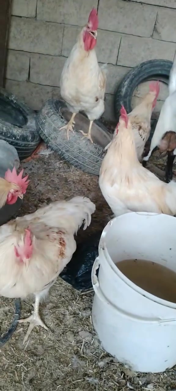 متاح اديوكه للبيع عدد ١٠ الاتصال والاستفسار على الرقم ***********
